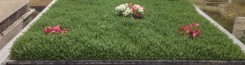 Ankara Mezar Bakımı